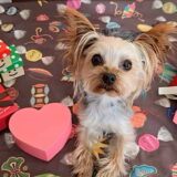 幼稚園生　ルークくん