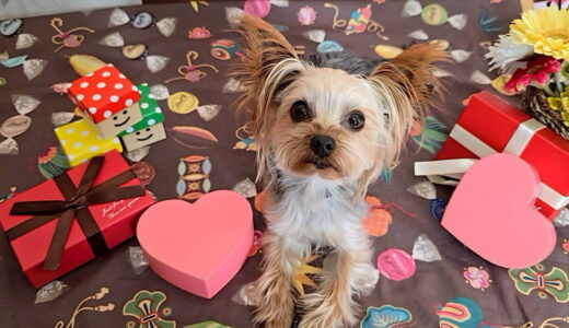 幼稚園生　ルークくん