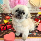 幼稚園生　ぽんちゃん