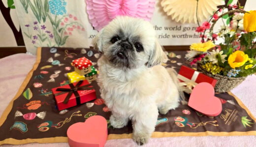 幼稚園生　ぽんちゃん