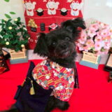 幼稚園生　ヒナちゃん