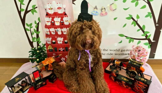 幼稚園生　エレンくん