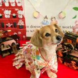 幼稚園生　ジェニファーちゃん