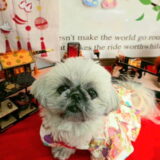 幼稚園生　ぽんちゃん