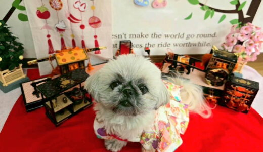 幼稚園生　ぽんちゃん