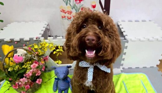 幼稚園生　エレンくん