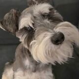 とろろくん　カウンセリング