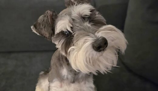 とろろくん　カウンセリング