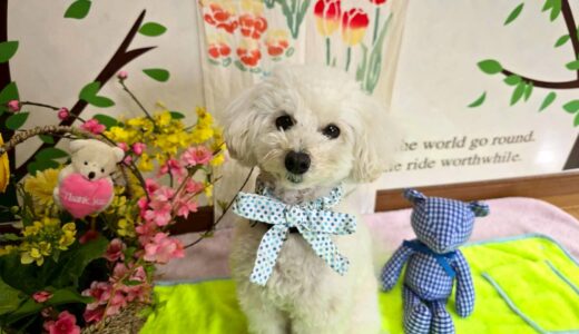 幼稚園生　クッキーくん