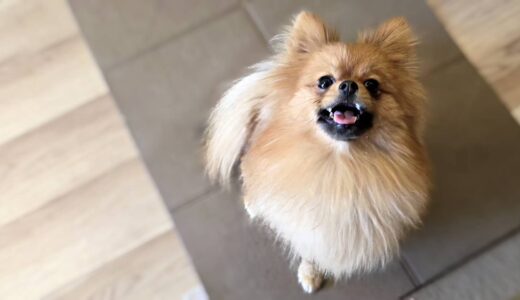 個別レッスン　らんちゃん