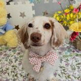 幼稚園生　幸芽ちゃん