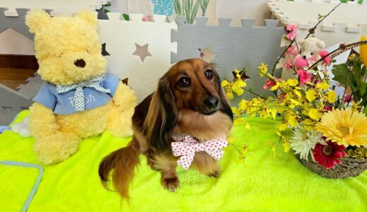 幼稚園生　ナッツちゃん