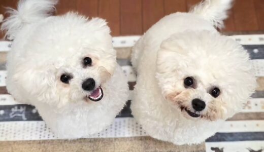 個別レッスン　アンジェリカちゃんとセレーネちゃん