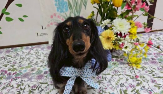 幼稚園生　ノアくん