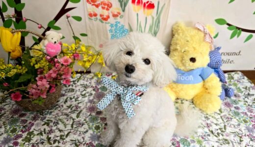 幼稚園生　クッキーくん