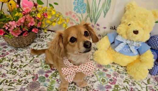 幼稚園生　ジェニファーちゃん2days