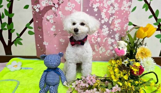 幼稚園生　クッキーくん