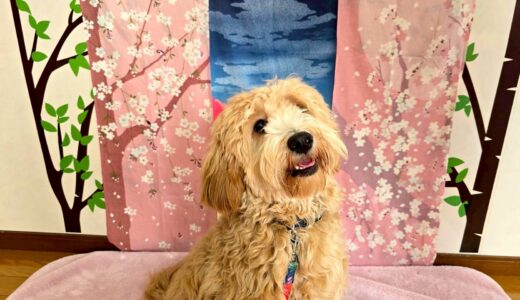 お試し入園　ぽんたくん