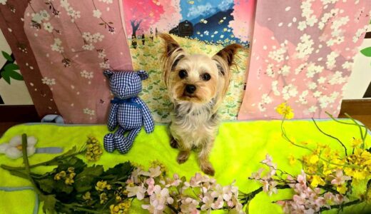 幼稚園生　ルークくん