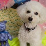 幼稚園生　クッキーくん