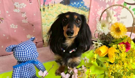 幼稚園生　ノアくん