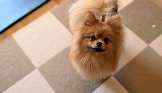 個別レッスン　らんちゃん