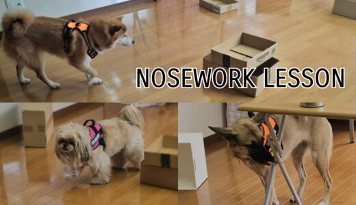 ノーズワークレッスン　次回4/12(日)開催