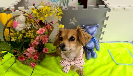 幼稚園生　ジェニファーちゃん