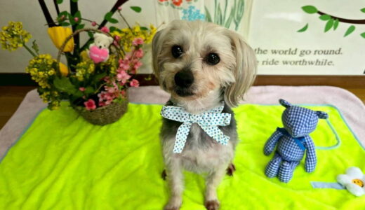 幼稚園生　ボムくん