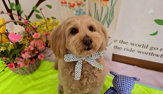 幼稚園生　トイくん