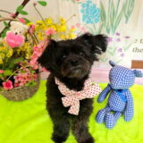 幼稚園生　ヒナちゃん