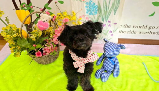 幼稚園生　ヒナちゃん