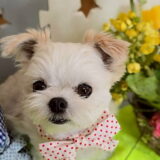 幼稚園生　リーナベルちゃん