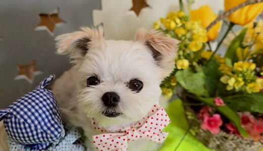 幼稚園生　リーナベルちゃん