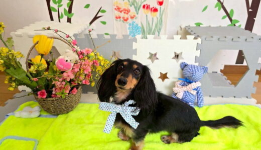 幼稚園生　ノアくん