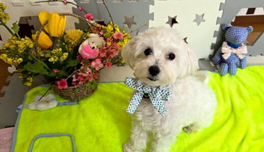 幼稚園生　ルイくん