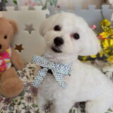 幼稚園生　ルイくん