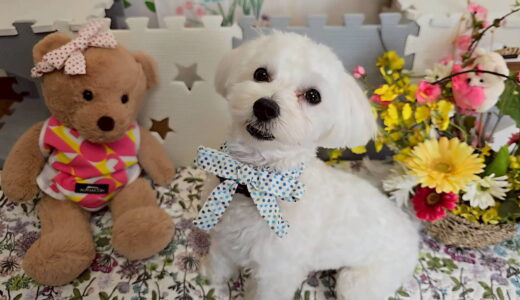 幼稚園生　ルイくん