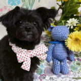 幼稚園生　ヒナちゃん