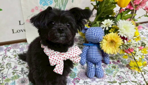 幼稚園生　ヒナちゃん