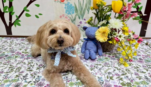 幼稚園生　トイくん