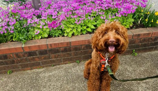 幼稚園生　エレンくん