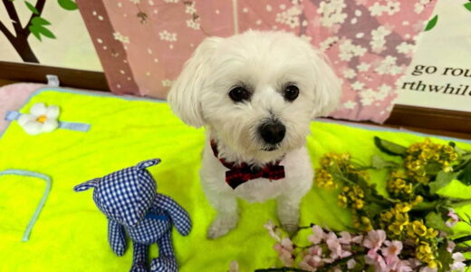 幼稚園生　マルちゃん