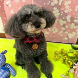 幼稚園生　菜那ちゃん