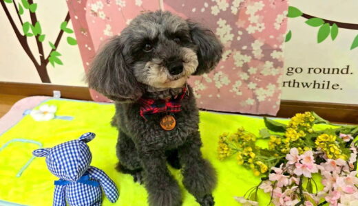 幼稚園生　菜那ちゃん