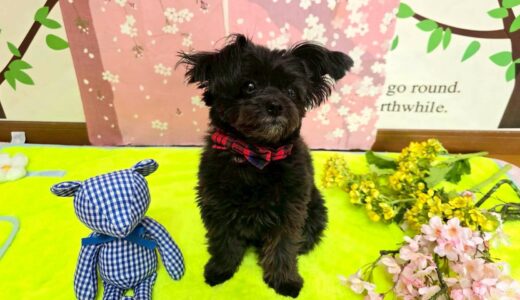 幼稚園生　ヒナちゃん