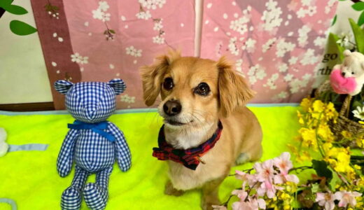 幼稚園生　ジェニファーちゃん