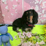 幼稚園生　ノアくん