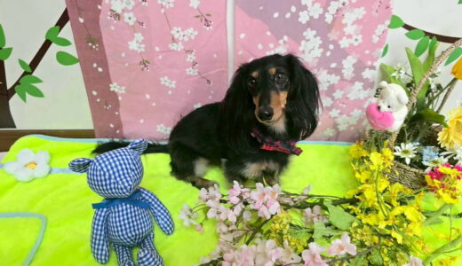 幼稚園生　ノアくん