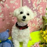 幼稚園生　ルイくん